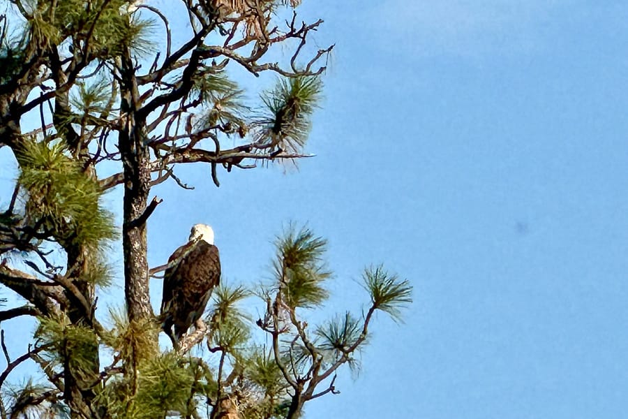 ARTProperty-eagle-view-35